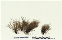 藏品(蝦苔)的圖片